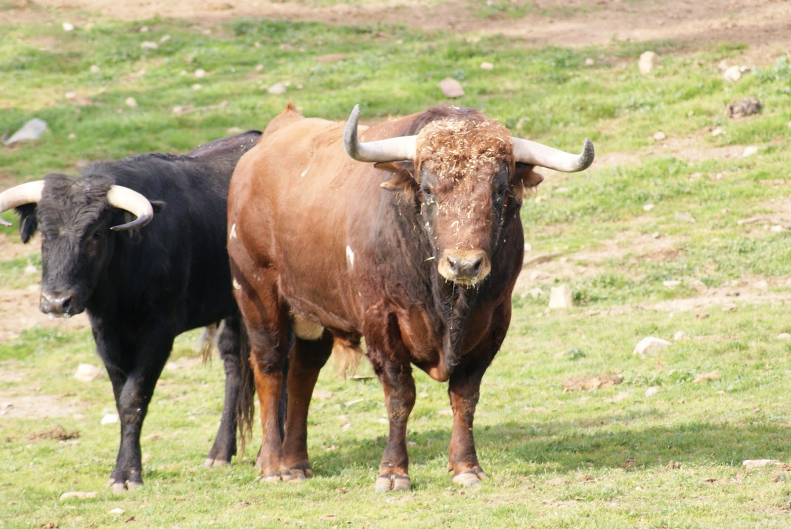 ToroOcio: BOU DEL CARRER NOU (QUARTELL)